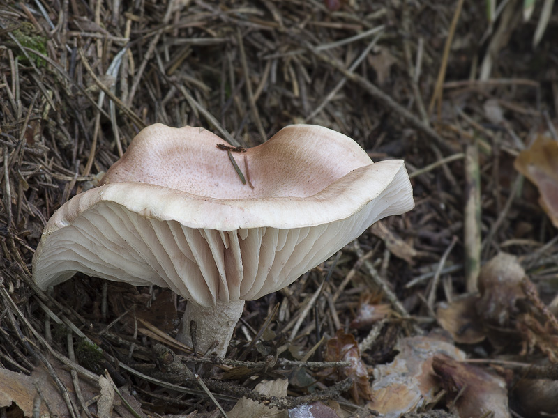 Hygrophorus persicolor